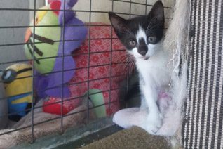 Apollo Kitten Cat Adoption.