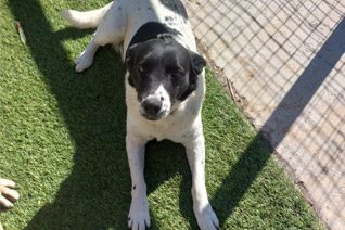 Adult Dog Adoption Somerset West