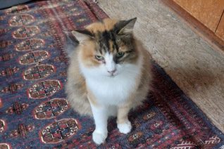 Ballerina Capachina Adult Cat Adoption.