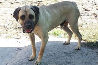 Adult Dog Adoption Somerset West