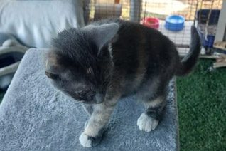 Cipher Kitten Cat Adoption.