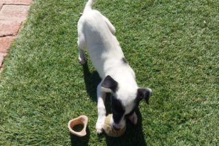 Puppy Dog Adoption Somerset West