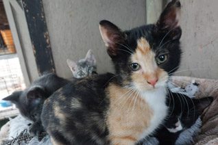 Clove Kitten Cat Adoption.