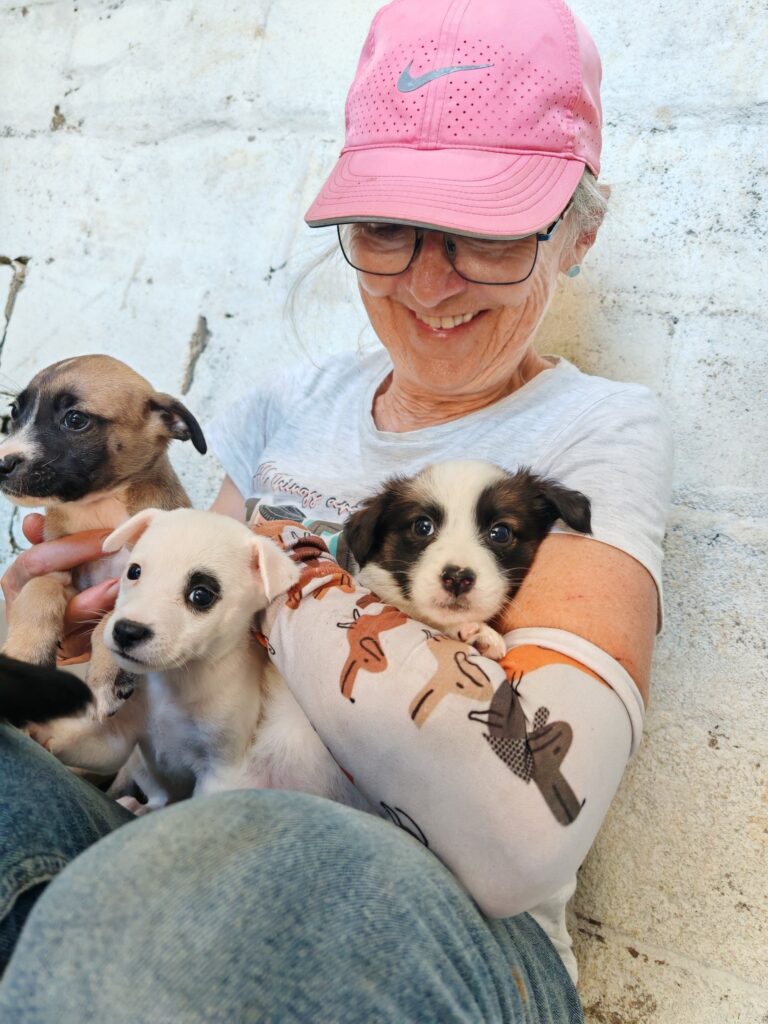 Puppies Adoption Glen Graze Somerset West