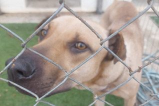 Young Adult Dog Adoption Somerset West