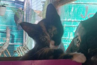 Ivy Kitten Cat Adoption.