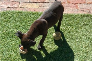Puppy Dog Adoption Somerset West