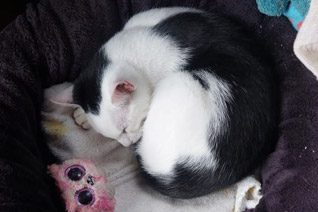 Onyx Adult Cat Adoption.