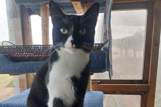 Patches Adult Cat Adoption.
