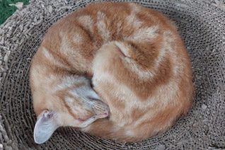 Pirate aka Wibble wobble Adult Cat Adoption.