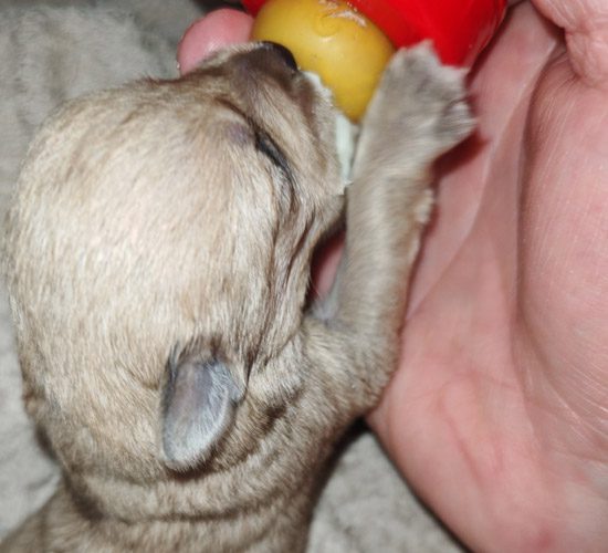 Puppies Adoption Glen Graze Somerset West