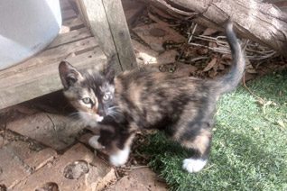 Saffron Kitten Cat Adoption.