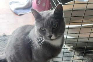 Smokey Adult Cat Adoption.