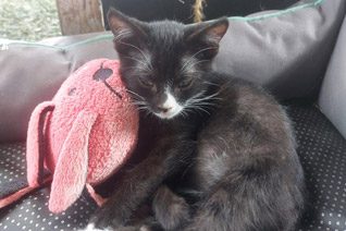 Socrates Kitten Cat Adoption.
