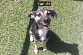 Puppy Dog Adoption Somerset West