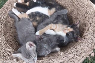 kittens Adoptions Somerset West