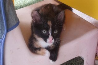 Willow Kitten Cat Adoption.
