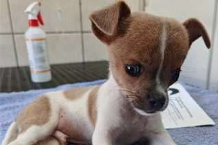 Veterinary care for rescued animals at Glen-Graze sanctuary