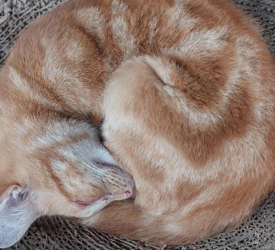 Dogs and Cats available for adoption at Glen-Graze sanctuary