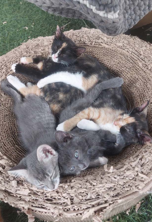 Rescued cats at Glen-Graze sanctuary available for adoption