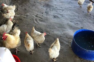Chickens feeding at Glen-Graze sanctuary