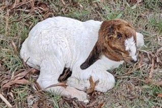 Goats and small animals at Glen-Graze sanctuary
