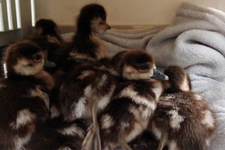 Birds and small animals at Glen-Graze sanctuary