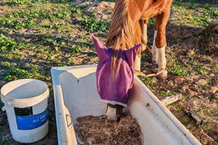 Horses eating hay at Glen-Graze sanctuary