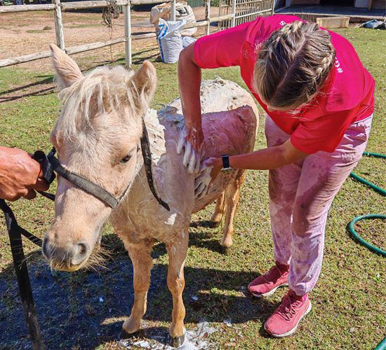 Rescued animals receiving care at Glen-Graze Sanctuary