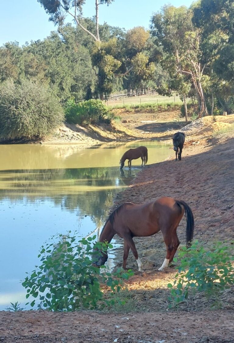Glen-Graze animal sanctuary landscape in Somerset West