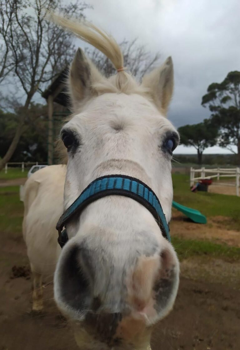 Stable structure at Glen-Graze sanctuary requiring repair
