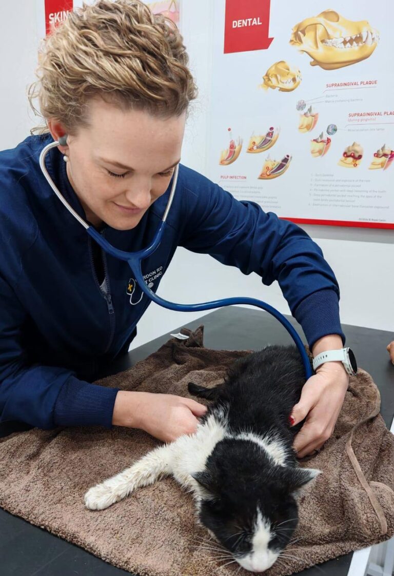 Veterinary care for rescued animals at Glen-Graze sanctuary