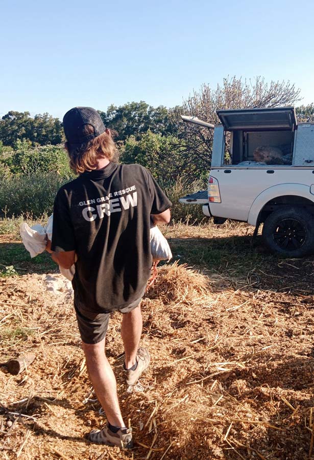 Volunteers helping animals at Glen-Graze sanctuary