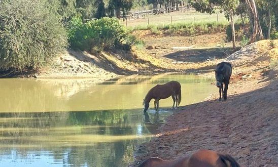 Water pump system needed for Glen-Graze animal sanctuary irrigation
