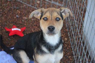 Puppy Adoption Somerset West
