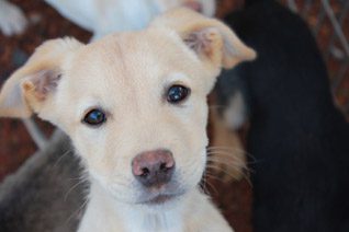 Puppy Adoption Somerset West