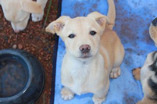 Puppy Adoption Somerset West