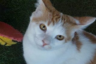 Adopt a Cat Somerset West