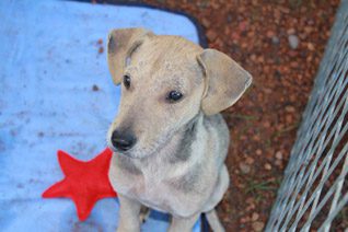 Puppy Adoption Somerset West