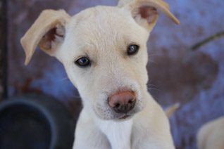 Puppy Adoption Somerset West